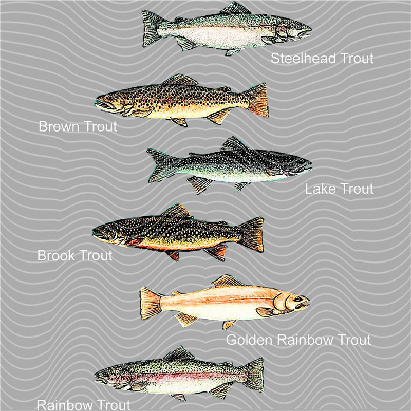 Fishing Series-DY 18